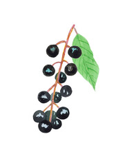 Bird cherry berries on a twig isolated on a white background. The illustration is drawn in watercolor by hand.
