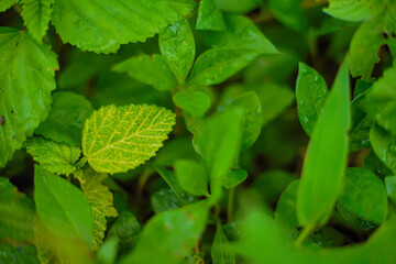 Green leaves texture background, Natural background and wallpaper