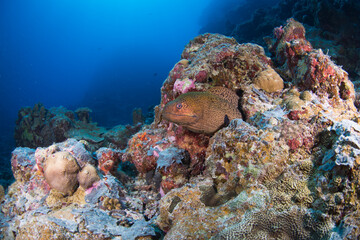 Naklejka na ściany i meble A Moray Eel on the reef