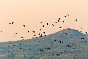 Birds in flight against the clear sky at sunset, Vransko jezero in Dalmatia, Croatia