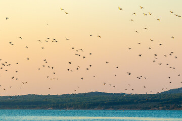 Fototapeta na wymiar Birds in flight against the clear sky at sunset, Vransko jezero in Dalmatia, Croatia