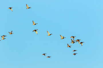 Birds in flight against the clear sky at sunset, Vransko jezero in Dalmatia, Croatia