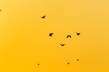 Birds in flight against the clear sky at sunset, Vransko jezero in Dalmatia, Croatia