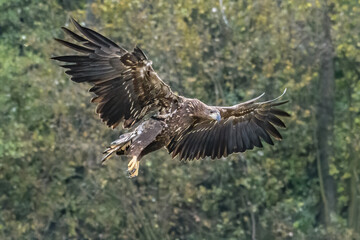 White Tailed Eagle (Haliaeetus albicilla) in flight. Also known as the ern, erne, gray eagle, Eurasian sea eagle and white-tailed sea-eagle. Wings Spread. Poland, Europe. Birds of prey.