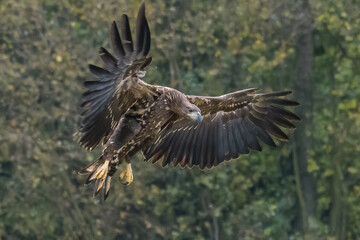 Fototapeta premium White Tailed Eagle (Haliaeetus albicilla) in flight. Also known as the ern, erne, gray eagle, Eurasian sea eagle and white-tailed sea-eagle. Wings Spread. Poland, Europe. Birds of prey.