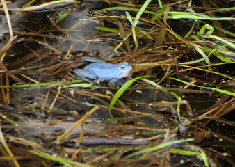 Male  moor frog  ( Rana arvalis) in mating attire on a spring day. Moscow region. Russia.