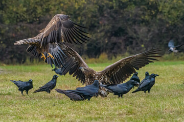 White Tailed Eagle (Haliaeetus albicilla) in flight. Also known as the ern, erne, gray eagle, Eurasian sea eagle and white-tailed sea-eagle. Wings Spread. Poland, Europe. Birds of prey.