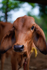 Indian cow close up view