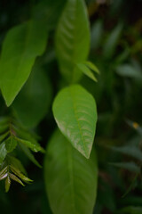 Green leaves texture background, Natural background and wallpaper