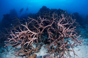 Healthy hard corals on the Great Barrier Reef