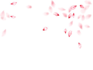 Pink sakura flower flying petals isolated on white vector background.