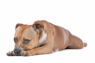 staffordshire bull terrier