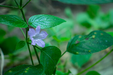 Beautiful and tiny purple color grass flower