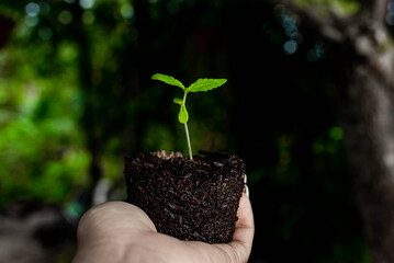 small plant of cannabis seedlings at the stage of vegetation planted in the ground in the sun, exceptions of cultivation an indoor marijuana for medical purposes. people holding small cannabis plant