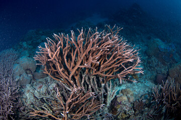 Healthy hard corals on the Great Barrier Reef