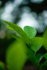 Obraz premium Green leaves texture background, Natural background and wallpaper