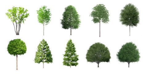 Collection Beautiful 3D Trees Isolated on white background , Use for visualization in architectural design	
