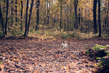Obraz na płótnie Canvas a small white dog runs in the autumn forest over fallen leaves