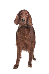 Irish setter