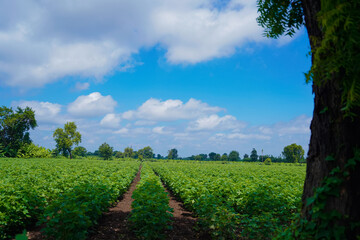 Naklejka premium Green cotton field in india