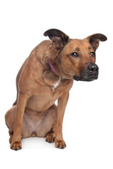 mixed breed dog