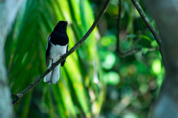Standing alone black and white wagtail or Doyel bird