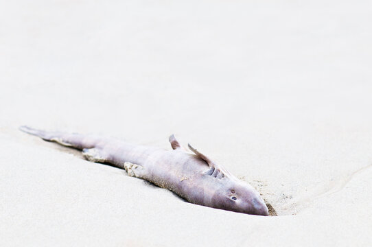 Close Up Of A Dead Shark On The Beach