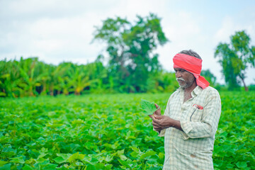 Naklejka na ściany i meble young indian farmer at cotton field , India
