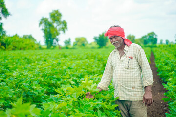 Fototapeta premium young indian farmer at cotton field , India