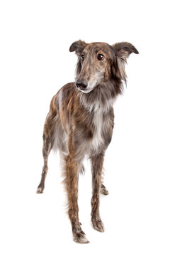 Silken Windhound