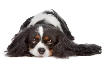 Cavalier King Charles Spaniel dog