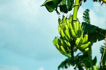 Banana green or Kach kola that a pure vegetable