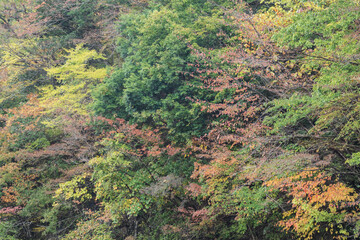 紅葉した森の背景