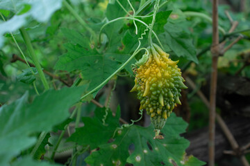 The Balsam pear or alligator pear or Momordica charantia