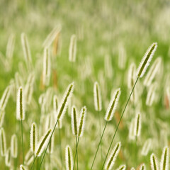 Abstract nature background with sunlight shining through over grass flowers in the meadow