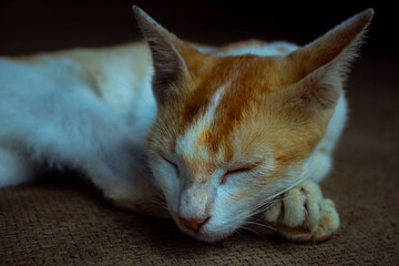 White and redis cute baby cat sleeping in leaving room
