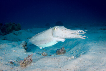 A huge cuttlefish swims over sand