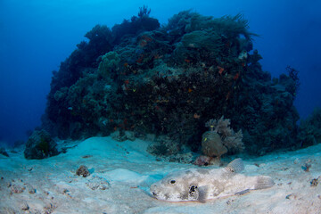 A pufferfish sits on a sandy bottom