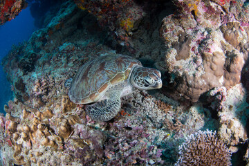 A turtle sits on the bottom of the reef