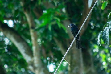 A black Ecolodge rare birds standing on the electrical wire