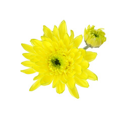 Beautiful chrysanthemum (yellow flowers) isolated on white background