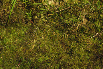 Natural green moss texture background.