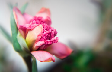 Macro shot of a tiny pink flower