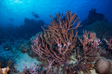 Healthy hard coral and fish on the Great Barrier Reef