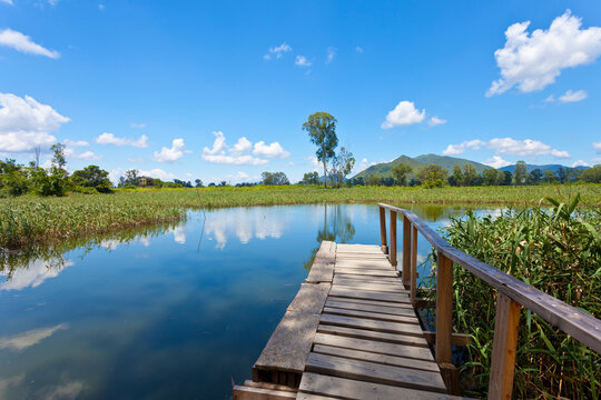 Hong Kong Wetland Pond