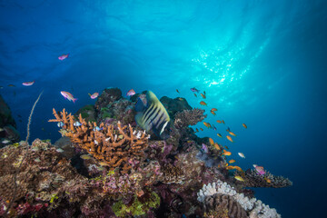 Angelfish sit on healthy hard corals on the reef