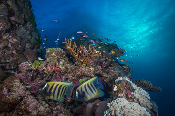 Fototapeta na wymiar Angelfish sit on healthy hard corals on the reef