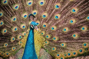 Obraz premium Peacock