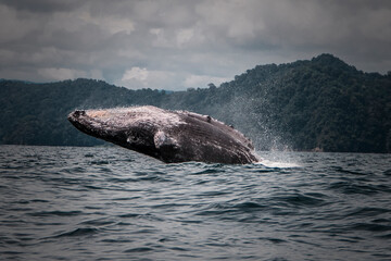 Naklejka premium Whale