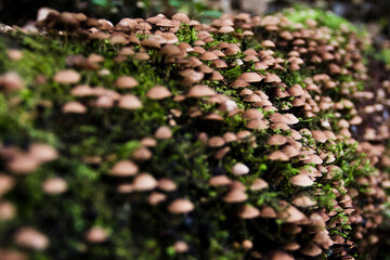 mushrooms